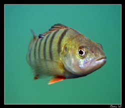 Pearch portrait by Daniel Strub 